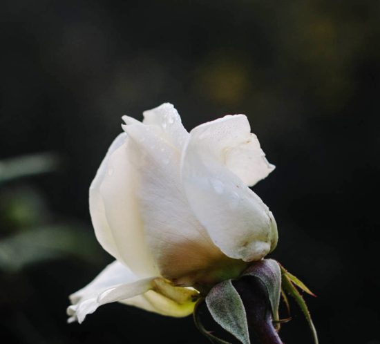 rosa con agua