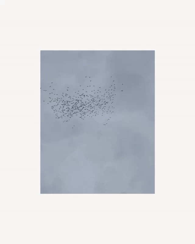 Dicen que las aves del mismo plumaje vuelan juntas. No sé si somos del mismo plumaje, pero sí que nos acompañamos en el vuelo.
Desprenderse de todo lo que te crees que eres y no eres, para llegar a ese lugar en que ser una misma y hacerse cargo de ello, es la única forma de vivir. Llegar a ese punto en el que descubres corrientes de aire a favor, y te sientes totalmente sostenida y confiada, aún sin saber cual será el destino final. 
Gracias @yogaterapiazaragoza por estos días de disfrute, alegría, aprendizaje y amor. Gracias por seguir mostrándonos el lugar desde el cual nace el vuelo ❤️.